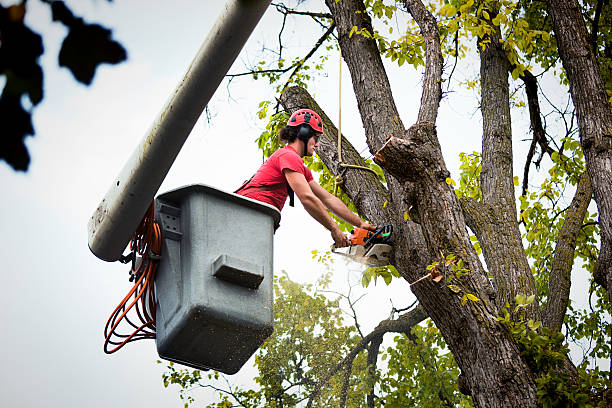 Trusted Deatsville, AL Tree Removal and Landscaping Services Experts